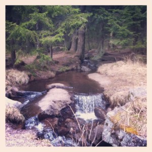 Nydelig vårstemning i marka 